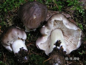 Čirůvka havelka - Tricholoma portentosum (Fr.) Quél.