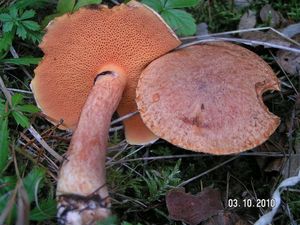 Klouzek tridentský - Suillus tridentinus  (Bres.) Singer 1945