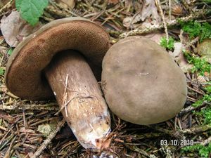 Hřib nachovýtrusý - Porphyrellus porphyrosporus (Fr.) E.-J. Gilbe