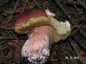 Klikni pro velký obrázek