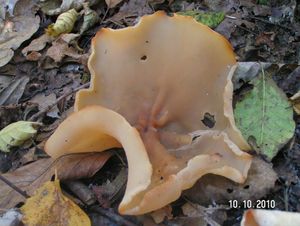 Klikni pro velký obrázek