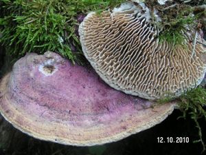 Síťkovec dubový - Daedalea quercina (L.) FR.