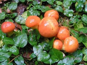 Klikni pro velký obrázek