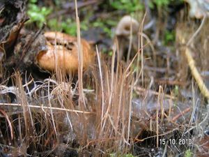 Paluška štíhlá - Typhula phacorrhiza