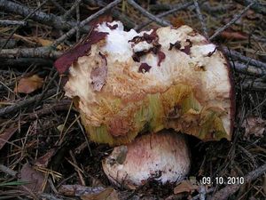 Klikni pro velký obrázek