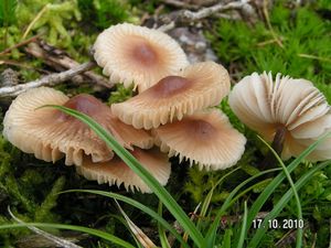 Helmovka zefírová - Mycena zephirus (Fr.) P. Kumm. 1871