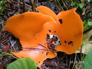 Klikni pro velký obrázek