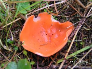 Klikni pro velký obrázek