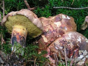 Hřib modračka - Boletus pulverulentus Opat.