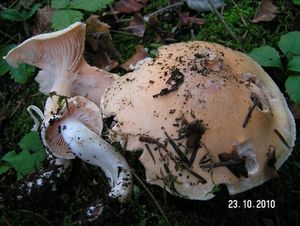 Klikni pro velký obrázek