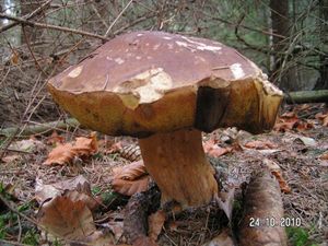 Klikni pro velký obrázek