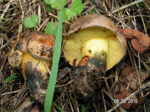 Hřib modračka - Boletus pulverulentus Opat.