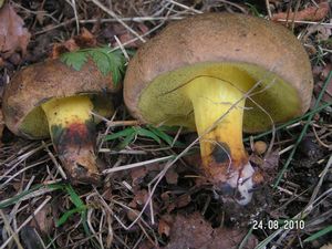 Hřib modračka - Cyanoboletus pulverulentus  (Opat.) Gelardi, Vizzini & Simonini 2014