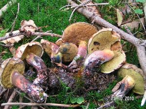 Hřib modračka - Boletus pulverulentus Opat.