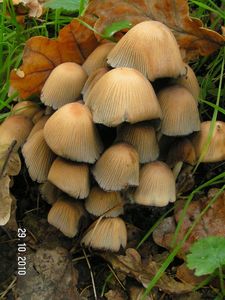 Hnojník třpytivý - Coprinus micaceus