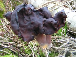 Ucháč čepcovitý - Gyromitra infula