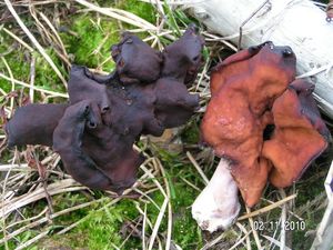 Ucháč čepcovitý - Gyromitra infula