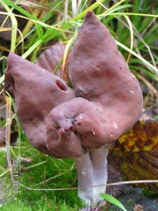 Ucháč čepcovitý - Gyromitra infula