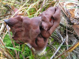 Ucháč čepcovitý - Gyromitra infula