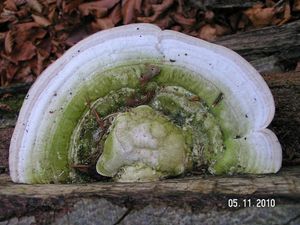 Outkovka hrbatá - Trametes gibbosa (Pers.) Fr. 1838