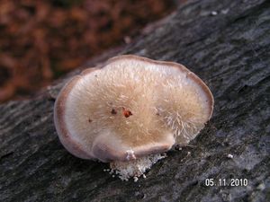 Outkovka chlupatá - Trametes hirsuta (Wulfen) Lloyd 1924