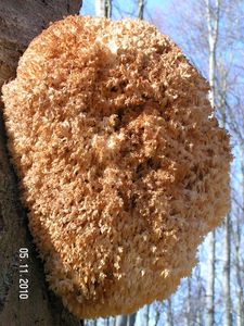 Korálovec bukový - Hericium clathroides (Pall.) Pers. 1797