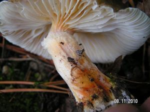 Klikni pro velký obrázek