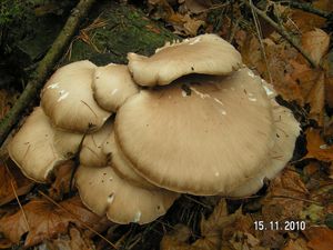 Hlíva ústřičná - Pleurotus ostreatus (Jacq.) P. Kumm. 1871