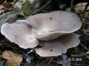 Hlíva ústřičná - Pleurotus ostreatus (Jacq.) P. Kumm. 1871