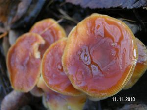 Klikni pro velký obrázek