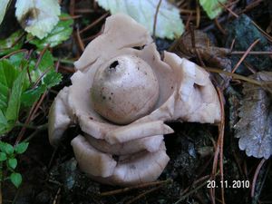 Hvězdovka trojitá - Geastrum triplex