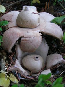 Hvězdovka trojitá - Geastrum triplex