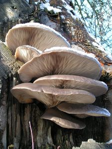 Hlíva ústřičná - Pleurotus ostreatus (Jacq.) P. Kumm. 1871