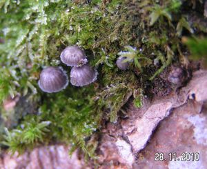 Helmovka koromilná - Mycena pseudocorticola Kühner 1938