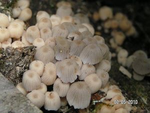 Hnojník nasetý - Coprinus disseminatus