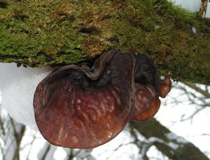 Boltcovitka ucho Jidášovo - Auricularia auricula-judae (Bull.) Quél. 1886