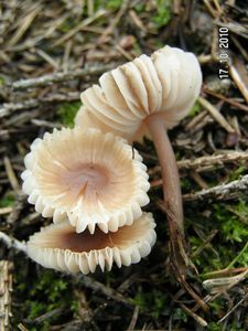 Helmovka zefírová - Mycena zephirus (Fr.) P. Kumm. 1871