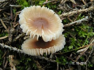 Helmovka zefírová - Mycena zephirus (Fr.) P. Kumm. 1871