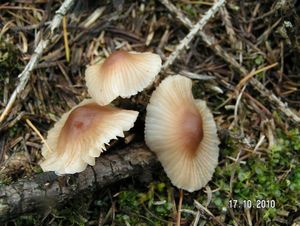 Helmovka zefírová - Mycena zephirus (Fr.) P. Kumm. 1871