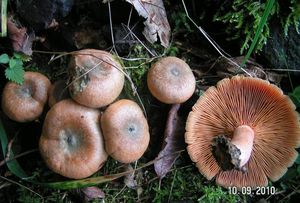 Ryzec smrkový - Lactarius deterrimus Gröger 1968