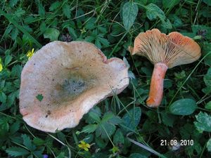 Ryzec smrkový - Lactarius deterrimus Gröger 1968