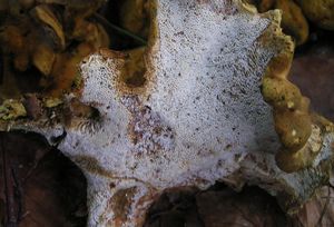 Krásnoporka hřebenitá - Laeticutis cristata (Schaeff.) Audet 2010