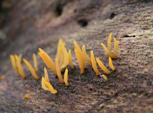 Krásnorůžek rohovitý - Calocera cornea