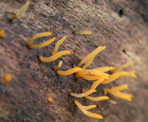 Krásnorůžek rohovitý - Calocera cornea