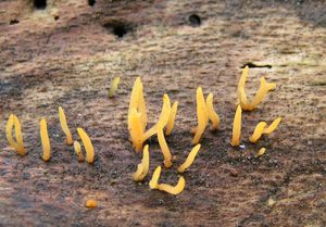 Krásnorůžek rohovitý - Calocera cornea