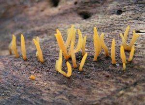 Krásnorůžek rohovitý - Calocera cornea