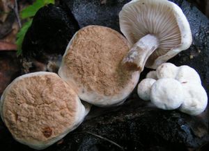 Rovetka pýchavkovitá - Asterophora lycoperdoides (Bull.) Ditmar 1809