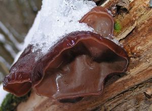 Boltcovitka ucho Jidášovo - Auricularia auricula-judae (Bull.) Quél. 1886
