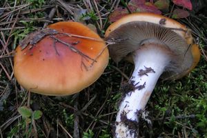 Pavučinec slizký - Cortinarius (Myxacium) mucosus (Bull.) Kickx