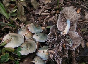 Límcovka modrá - Stropharia caerulea